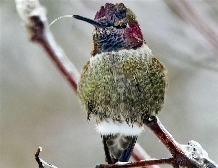 An Anna's Hummingbird with a frozen tongue. 