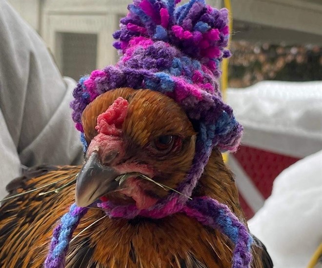 A backyard chicken wearing a hat crocheted by Kelowna woman Candace Suderman.
