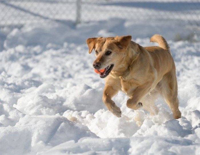 A dog playing in the snow. 