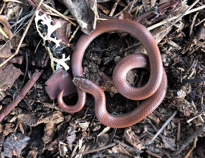 Rather than being afraid of rare tiny sharp-tailed snakes, gardeners should try to cultivate attractive habitat for the slug gobblers.