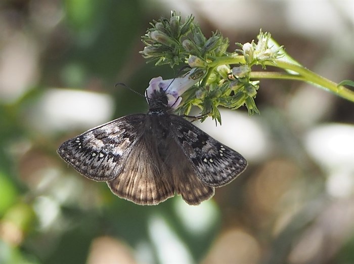 The rather drab red-listed Propertius duskywing has a bit of a melancholy marketing profile, says biologist Claudia Copley.