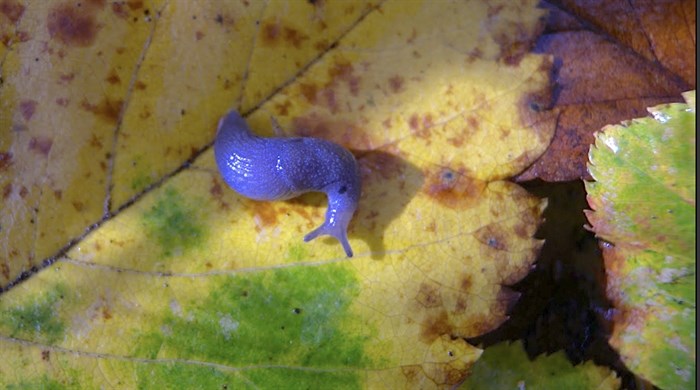 All slugs, including this rare blue-grey taildropper, are genius composters that recycle nutrients important to the health of forest ecosystems.