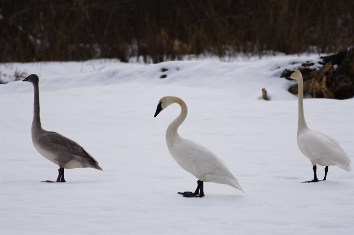 Trumpeter swans walking on snow beside the Adams River in Tsu’tswecw Provincial Park, Shuswap.