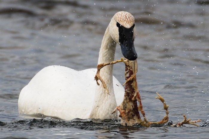 Trumpeter swan eating grass on the Adams River in Tsu’tswecw Provincial Park, Shuswap.