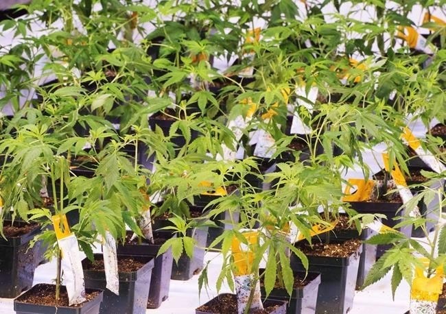 Aurora Cannabis Inc. says it has closed the sale of its Aurora Polaris facility. Cannabis seedlings are shown at an Aurora Cannabis facility Friday, November 24, 2017 in Montreal.