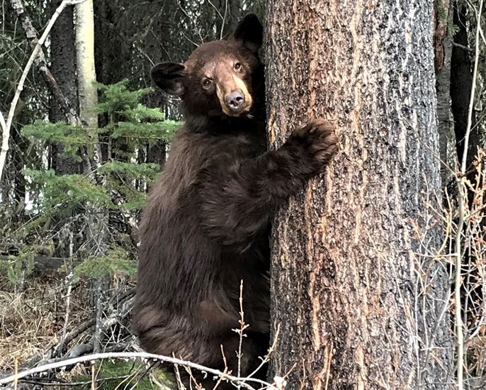 These are the 10 strangest B.C. conservation calls of 2022