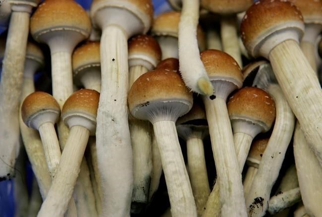 A recreational magic mushroom industry is popping up in Canada as advocates mount legal challenges arguing the federal government should regulate psilocybin so it can be more readily available to patients who need it. Magic mushrooms are seen in a grow room in Hazerswoude, Netherlands on Aug. 3, 2007.