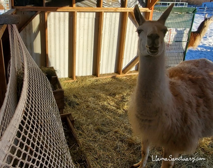 The Llama Sanctuary cares for 37 camelids at a temporary location in Vernon. 