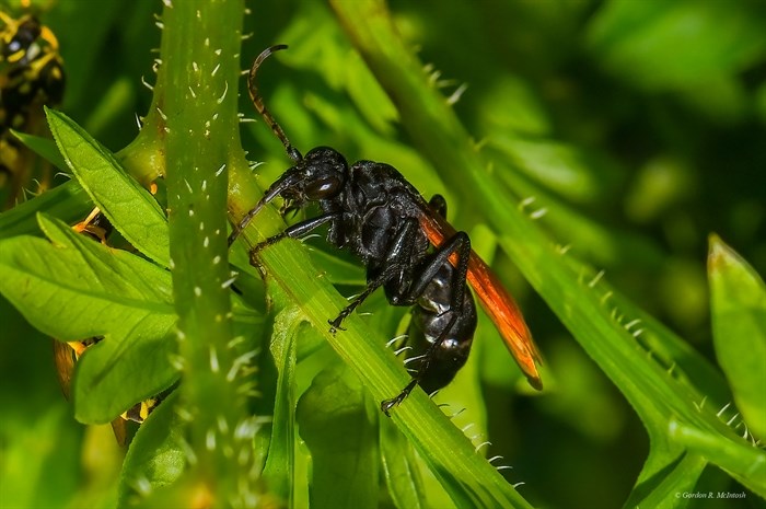 A photographer and nature enthusiast in Grand Forks snapped a photo of a rare wasp called a tarantula hawk in a neighbour’s garden.