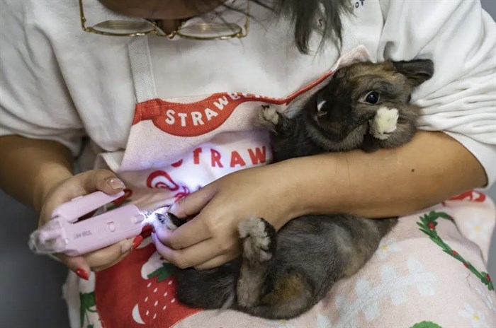 Co-founder Donna Li gives a manicure to a rabbit at the Bunny Style Hotel in Hong Kong, Wednesday, Jan. 18, 2023.