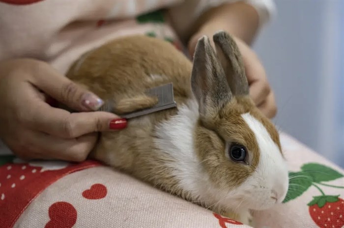 Co-founder Donna Li grooms a rabbit at the Bunny Style Hotel in Hong Kong, Wednesday, Jan. 18, 2023.