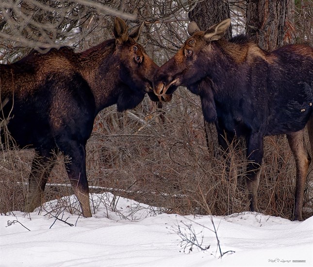 Bull moose at Fitjamryi Farm in Vernon. 