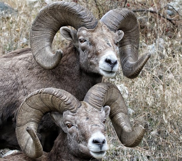 Two bighorn sheep rams in the Kamloops area. 