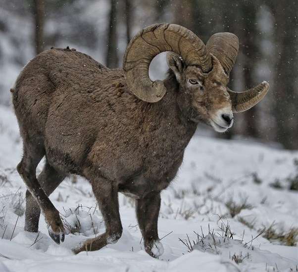 A bighorn sheep in winter in Kamloops. 