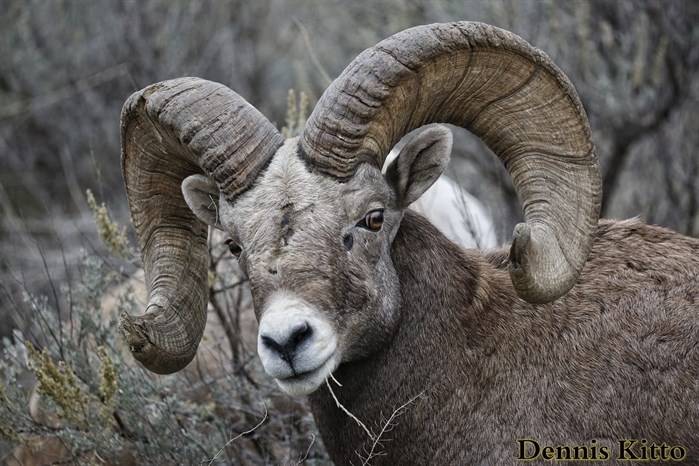 A bighorn sheep ram. 