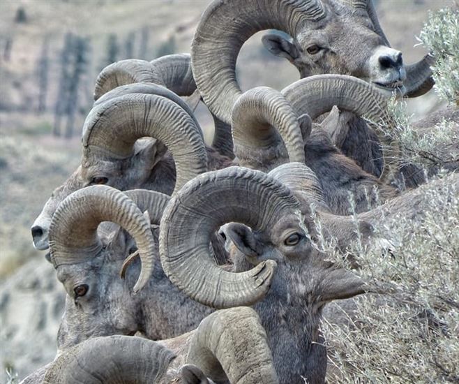 iN PHOTOS: Kamloops wildlife photographer captures amazing bighorn sheep  images | iNFOnews | Thompson-Okanagan's News Source
