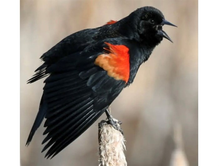 Red-winged black bird in Kamloops area. 