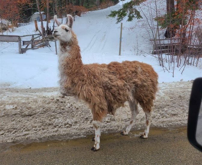 A llama on Green Mountain Road near Apex Mountain Resort. 