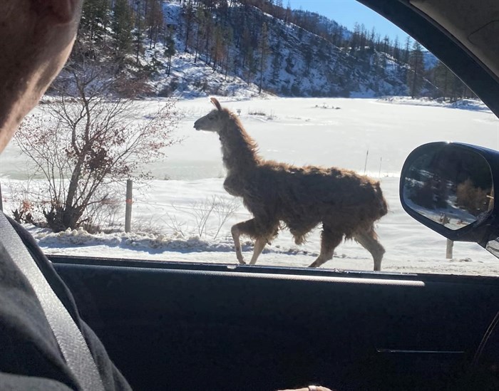 A llama on Green Mountain Road to Apex Mountain Resort. 