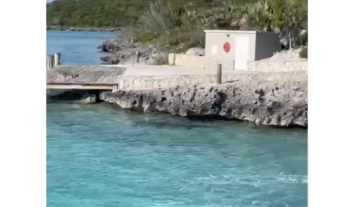 IN VIDEO: Dog vs shark standoff thrills tourists on Bahamas boat tour | iNFOnews