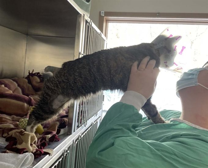 Wilson the cat continues to recover at the B.C. SPCA shelter in Cranbrook.