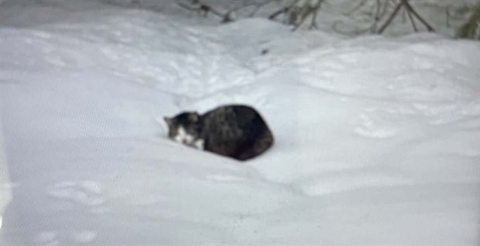 Wilson the cat was found seriously injured by an animal trap along a logging road in the East Kootenay.