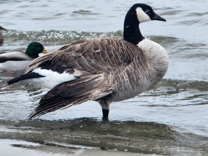 Kevin the Goose on Okanagan Lake in Penticton. 