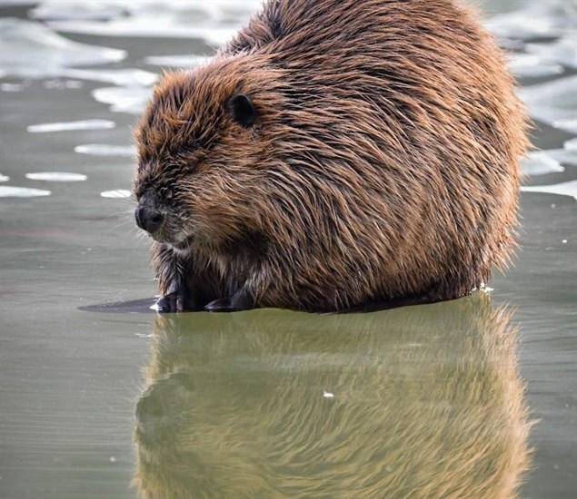 Beaver at McArthur Island Park in Kamloops.