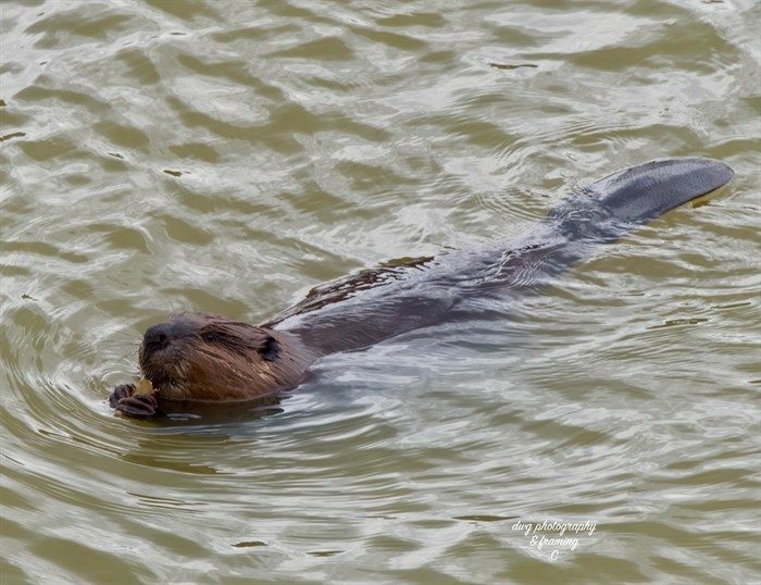 Beaver at McArthur Island Park. 