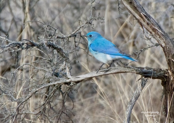 Mountain Bluebird, Kamloops. 