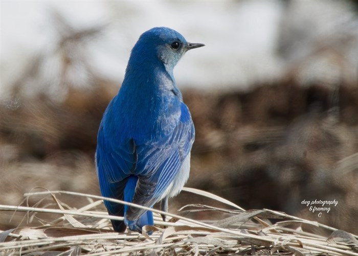 Mountain Bluebird, Kamloops. 