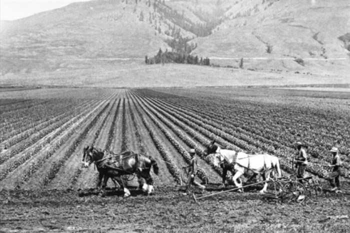 Hop fields in 1900.