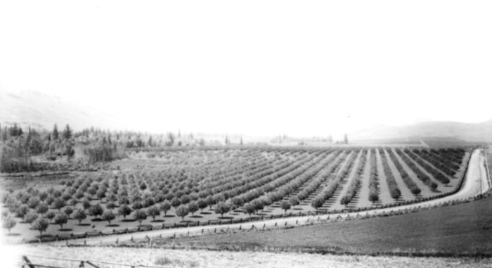 Orchards were a big part of the ranch's early days. This photo was taken in 1910.
