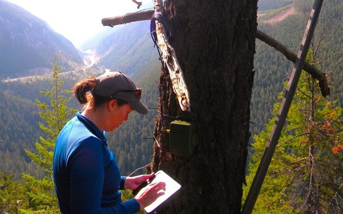 Thompson Rivers University bat researcher Samantha Gidora attaches a bat monitor to a tree.