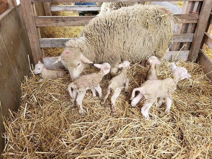 A sheep in the Shuswap birthed five lambs at Idaview Farm in Salmon Arm over Easter weekend. 