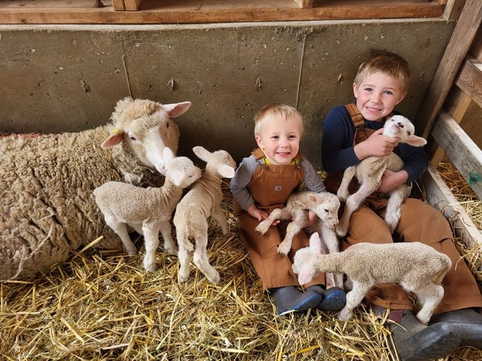 Scott and Brittny Syme's kids with ewe and quintuplet lambs on their farm in Salmon Arm. 