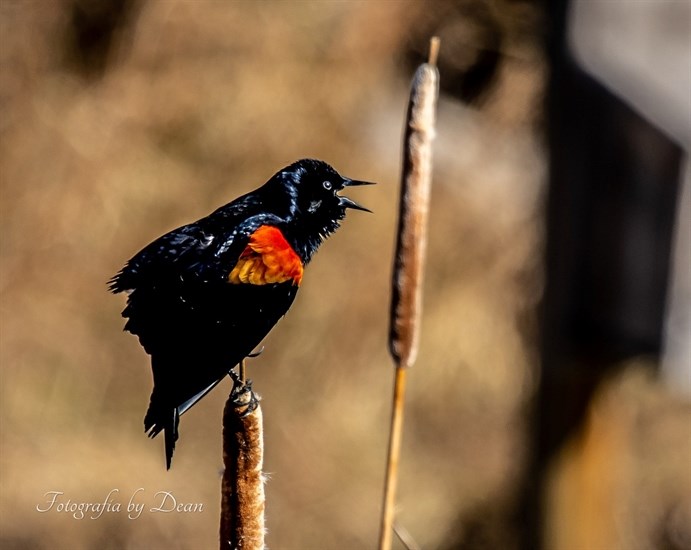 Redwing blackbird calling out in Kelowna. 