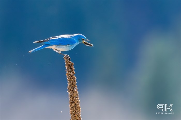 Mountain bluebird eating in Grand Forks. 