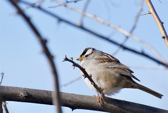 White-crowned sparrow in Kamloops last spring, 2022.
