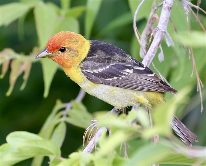 Western tanagers are starting arrive in Kamloops. 
