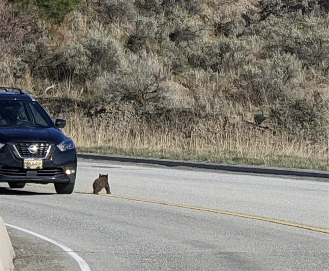 Bear cub on Highland Road in Kamloops. 