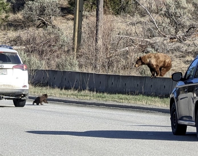 A bear cub crosses Highland Road in Kamloops to get to it's mother, Wednesday, April 12, 2023. 