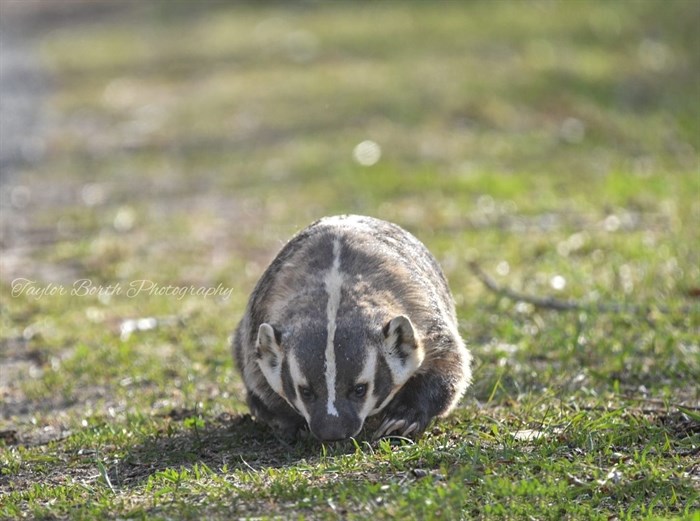 Badger photographed in the Kamloops area.