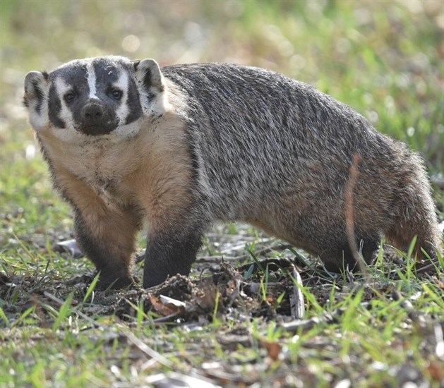 Badger photographed in the Kamloops area.