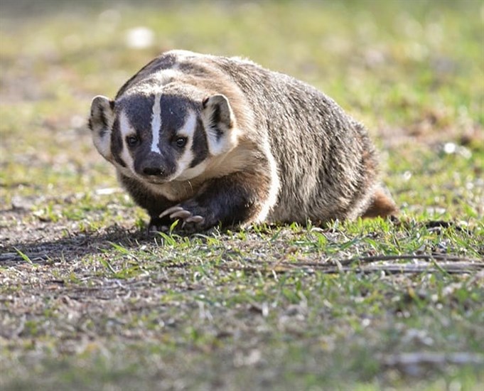 Badger photographed in the Kamloops area.