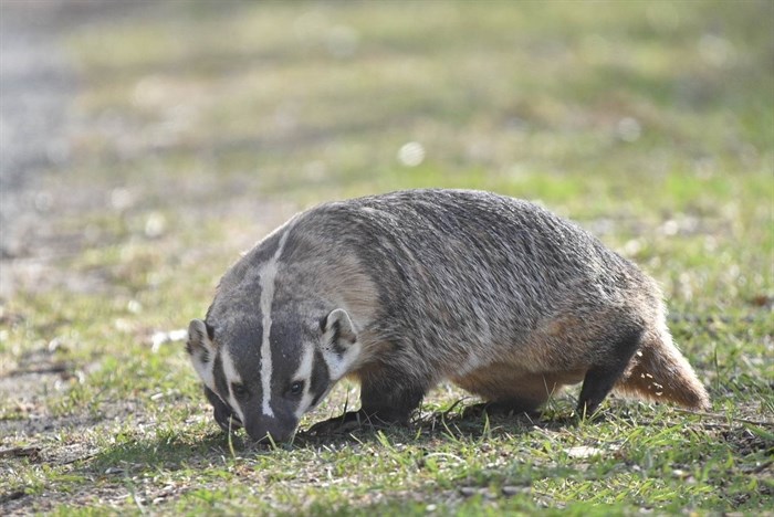 Badger photographed in the Kamloops area.