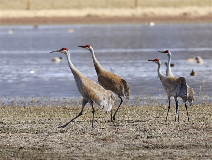 PHOTOS: Sandhill cranes swoop back to Panama Flats - Greater Victoria News