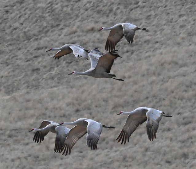 Sandhill cranes at Douglas Lake north of Merritt. 