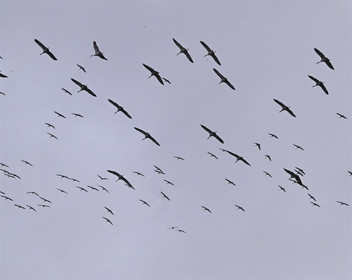 Sandhill cranes at Douglas Lake north of Merritt. 
