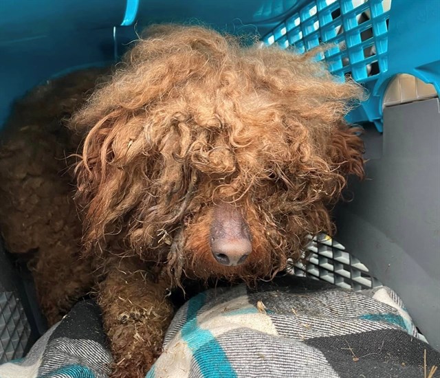 A Sorrento woman is overwhelmed by the community support after she found a dog in rough shape roaming the back roads in the area. 